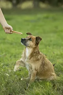 Treat Prints: Picture No. 10769478