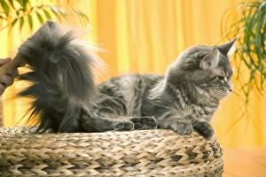 Brushed Collection: Picture No. 10769799