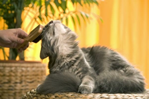 Brushed Collection: Picture No. 10769800