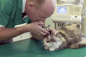 Veterinary Prints: Picture No. 10769970