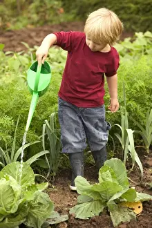 Cabbages Prints: Picture No. 10770604