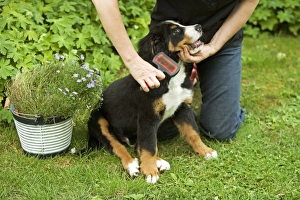 Brushed Collection: Picture No. 10771054