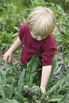 Artichokes Prints: Picture No. 10772564