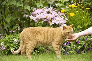 Treat Prints: Picture No. 10772983