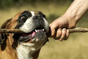 Boxers Prints: Picture No. 10774581