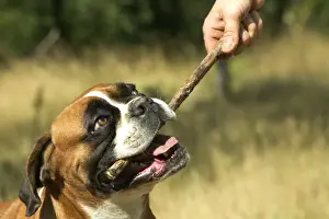 Boxers Prints: Picture No. 10774592