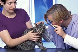 Veterinary Prints: Picture No. 10775395