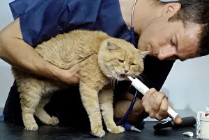 Veterinary Prints: Picture No. 10775417