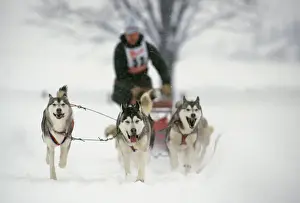 Race Prints: Picture No. 10776374