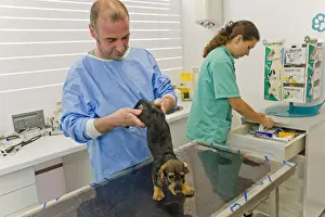 Veterinary Prints: Picture No. 10776570