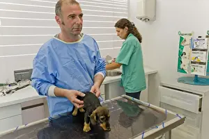 Veterinary Prints: Picture No. 10776571
