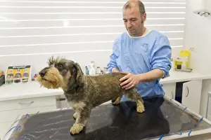 Veterinary Prints: Picture No. 10776581