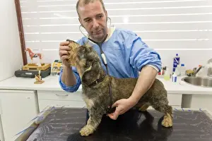 Veterinary Prints: Picture No. 10776582