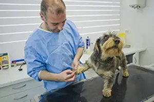 Veterinary Prints: Picture No. 10776584