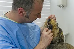 Veterinary Prints: Picture No. 10776586