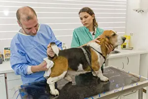 Vets Prints: Picture No. 10776588