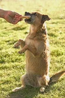 Treat Prints: Picture No. 10777066