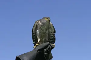 Accipiter Prints: Picture No. 10777677