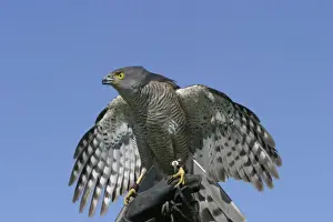 Accipiter Prints: Picture No. 10777682