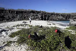 Frigatebird Prints: Picture No. 10777813