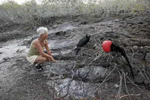 Frigatebird Prints: Picture No. 10777814