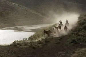 Herding Prints: Picture No. 10778426