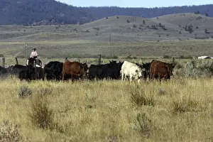 Herding Prints: Picture No. 10778432