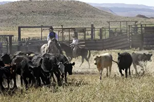 Herding Prints: Picture No. 10778433