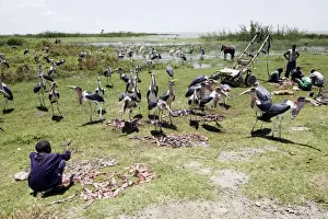 Storks Prints: Picture No. 10778977