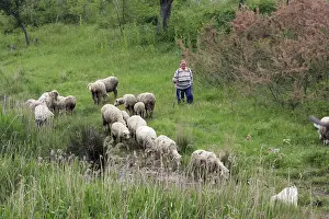 Herding Prints: Picture No. 10779878