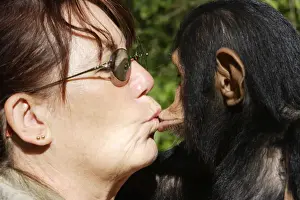 Chimps Prints: Picture No. 10781026