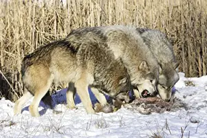 Timber Prints: Picture No. 10781588