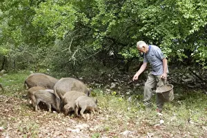 Boars Prints: Picture No. 10781910