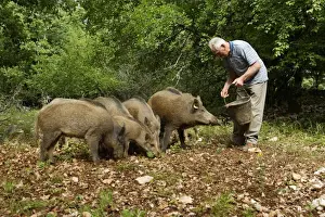 Boars Prints: Picture No. 10781912