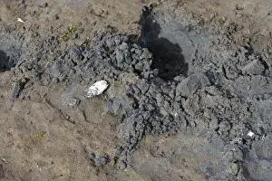 Grizzly Prints: Picture No. 10782140