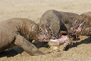Komodo Prints: Picture No. 10782215