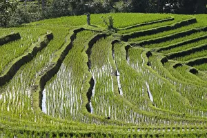 Picture No. 10782338