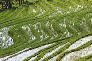 Paddies Prints: Picture No. 10782340