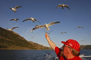 Herring Prints: Picture No. 10782456