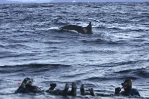 Orcas Prints: Picture No. 10782598