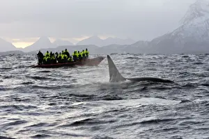 Orcas Prints: Picture No. 10782604
