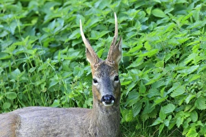 Capreolus Collection: Picture No. 10783481