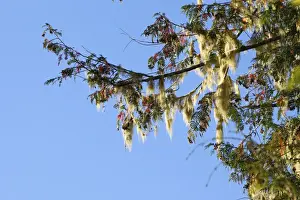 Lichens Prints: Picture No. 10783775