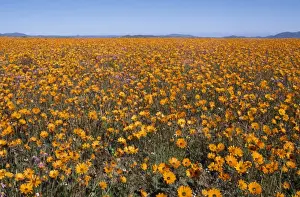 Daisies Prints: Picture No. 10785061