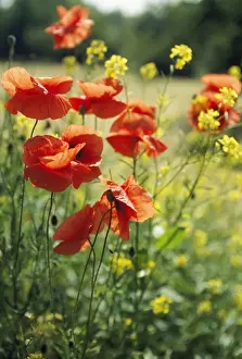 Papaver Prints: Picture No. 10785065