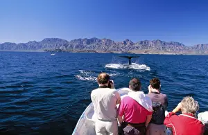 Balaenoptera Prints: Picture No. 10785421