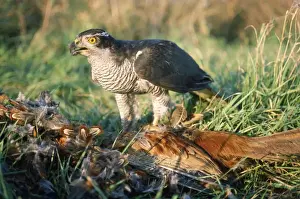 Accipiter Prints: Picture No. 10785642