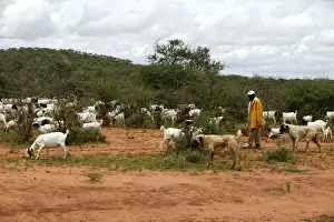 Herding Prints: Picture No. 10786100