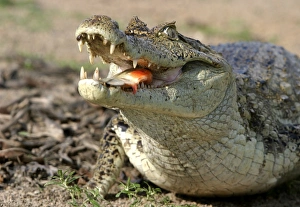 Caimans Collection: Picture No. 10786232