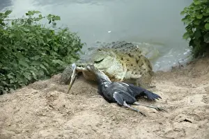 Crocodiles Prints: Picture No. 10786241